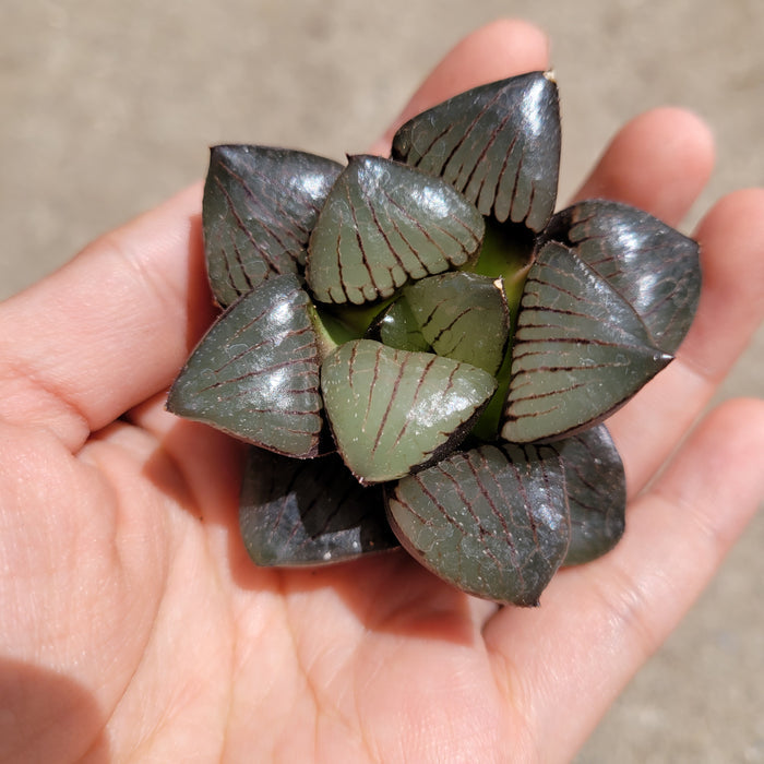 Haworthia springbokvlakensis 'Crystal Ball' succulent, glossy leaves in hand.