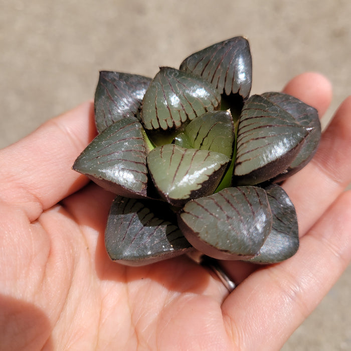 Haworthia 'Crystal Ball' with translucent leaves and reddish veins.