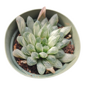 Haworthia White Cooperi Variegata in a shallow pot.