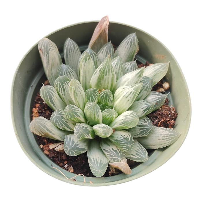 Haworthia White Cooperi Variegata in a shallow pot.