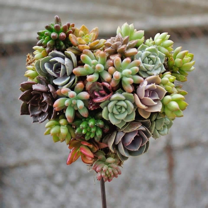 Heart Shape Wreath Kit (Plants not Included) arrangement.