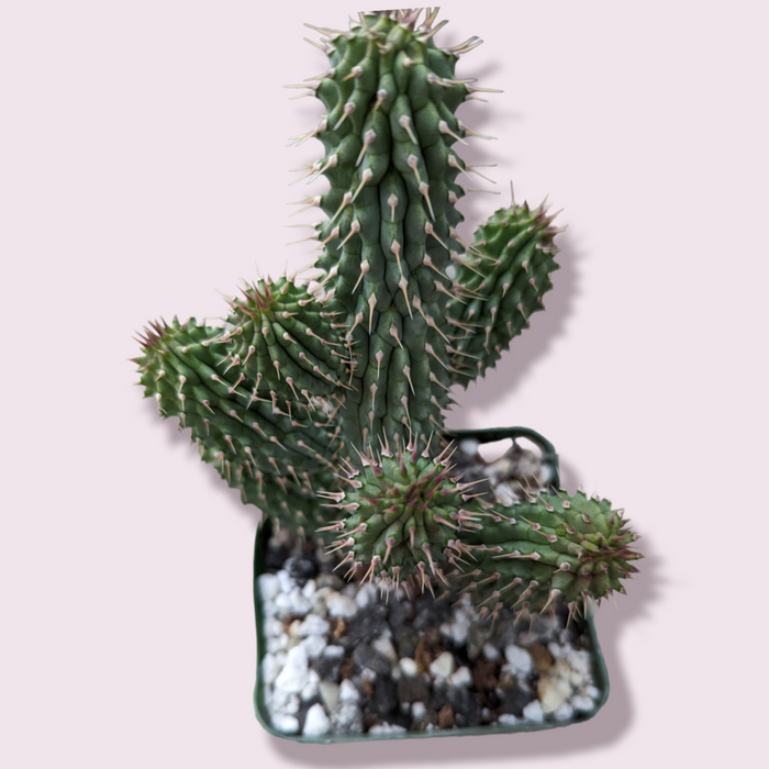 Hoodia gordonii 'Bushman's Hat' in a square nursery pot.