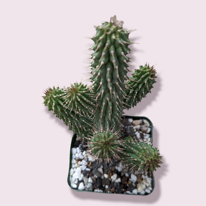 Hoodia gordonii 'Bushman's Hat' in a square pot.