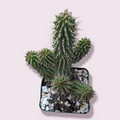 Hoodia gordonii 'Bushman's Hat' in a square pot.