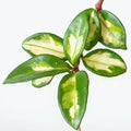 Hoya carnosa 'Krimson Princess' stem with variegated leaves.