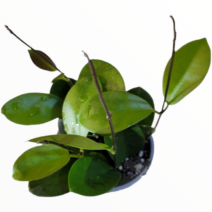Hoya carnosa potted vine with glossy, oval leaves.
