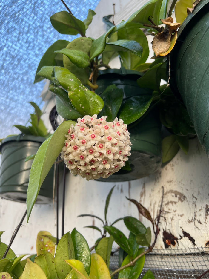Hoya carnosa in bloom with star-shaped waxy flowers.