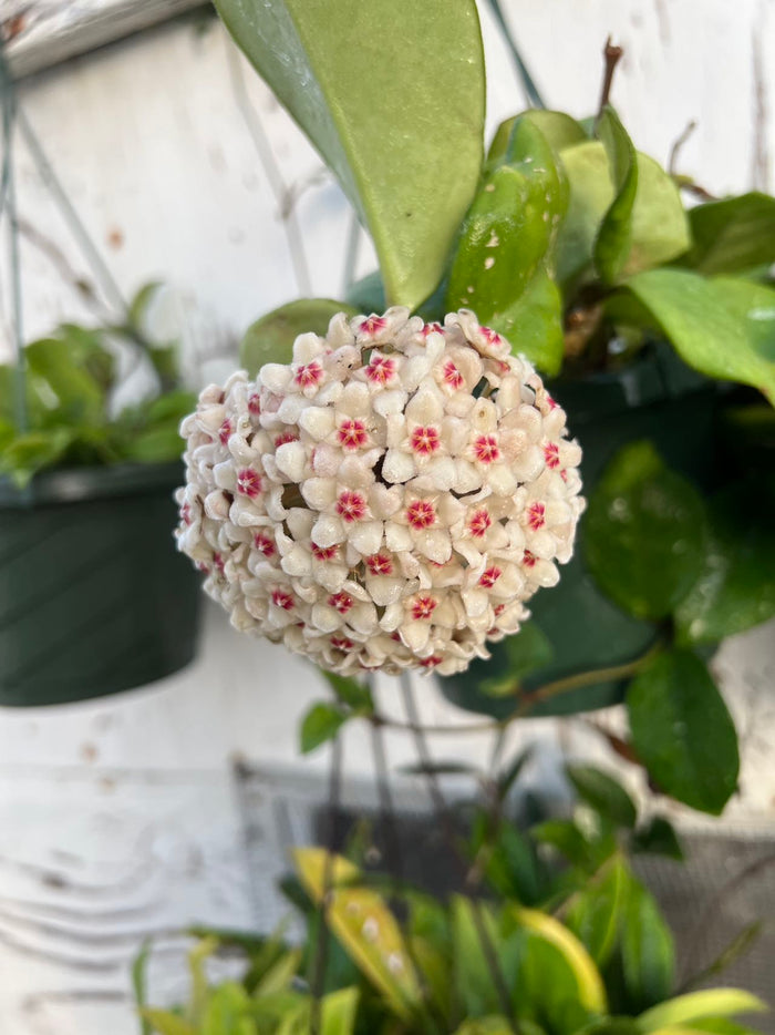 Hoya carnosa waxball bloom on hanging vine.