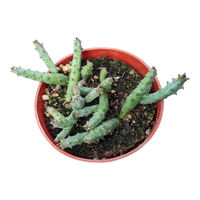 Huernia pandurata succulent cuttings in small plastic pot.