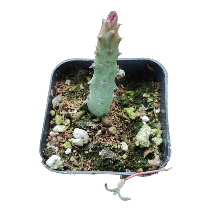 Huernia pandurata cutting in bark-perlite mix pot.