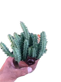 Huernia schneideriana succulent in hand, ribbed stems with spines.