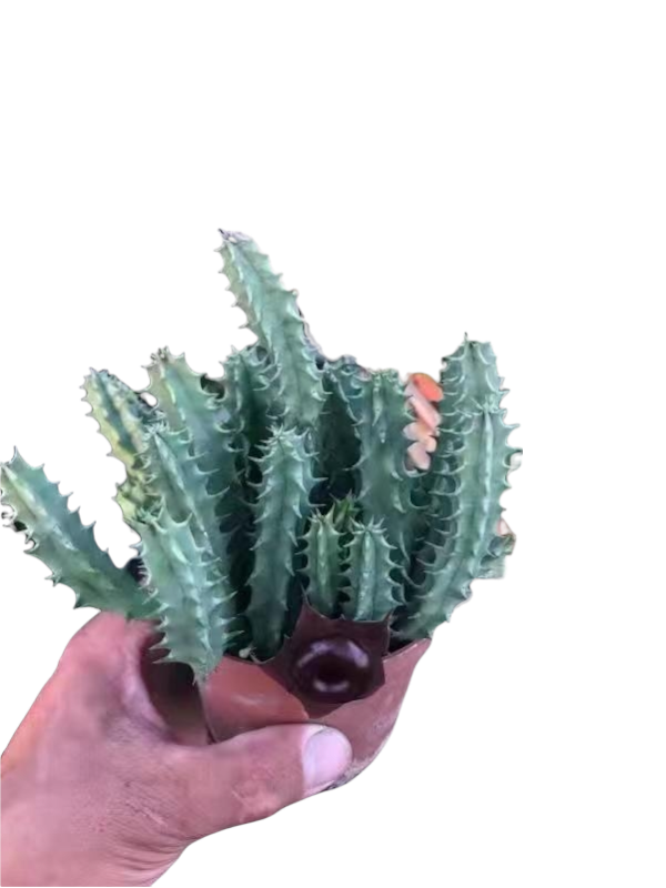 Huernia schneideriana succulent in hand, ribbed stems with spines.