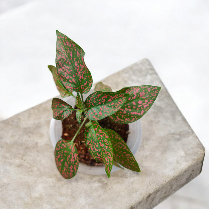 Hypoestes phyllostachya Polka dot Red in a nursery pot.