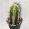 Isolatocereus dumortieri cactus in small plastic pot.
