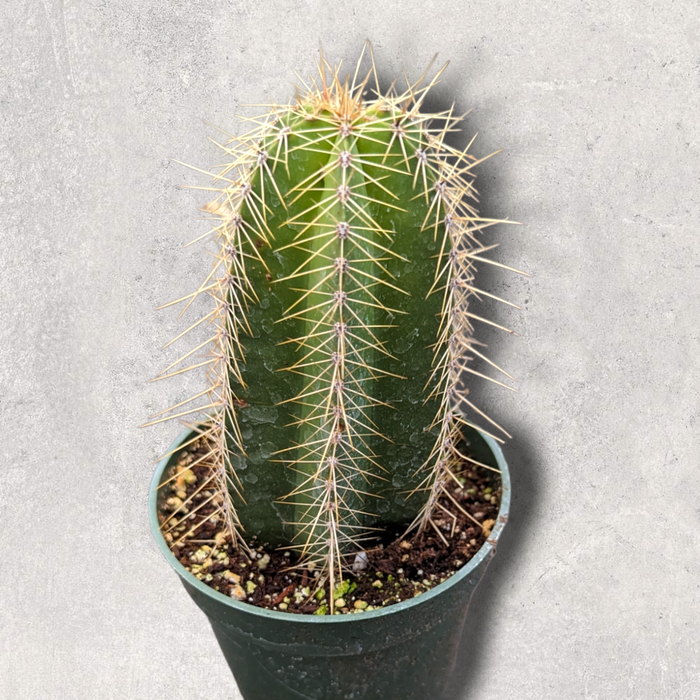 Isolatocereus dumortieri cactus in small plastic pot.