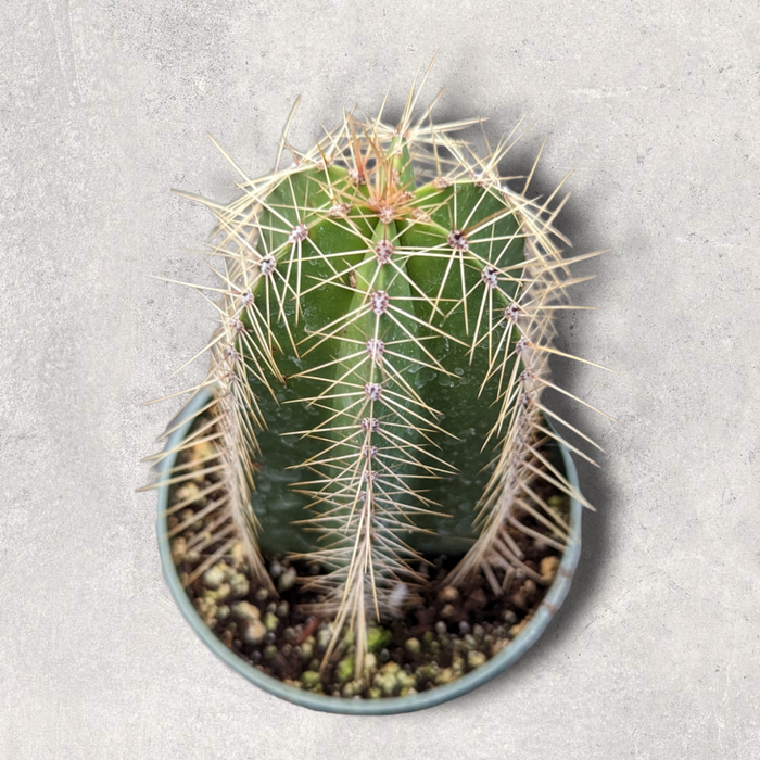 Isolatocereus dumortieri cactus in a small plastic pot.
