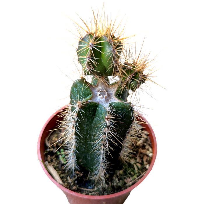 Isolatocereus dumortieri cactus with spines and offsets in a pot.