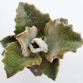 Kalanchoe beharensis 'Fang' with fuzzy, velvety leaves.