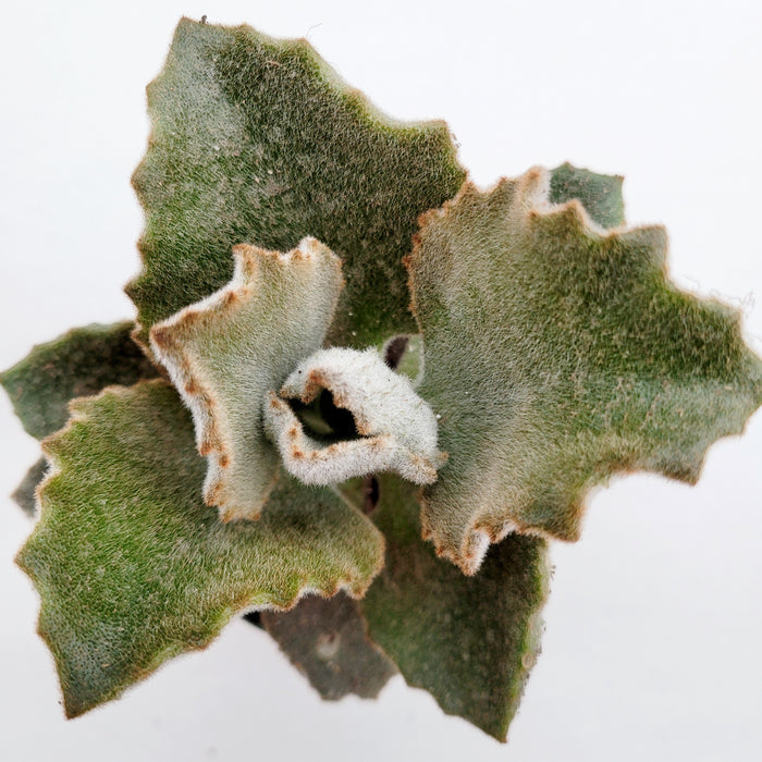 Kalanchoe beharensis 'Fang' with fuzzy, velvety leaves.