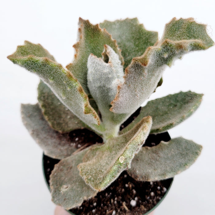 Kalanchoe beharensis 'Fang' with fuzzy, gray-green leaves.
