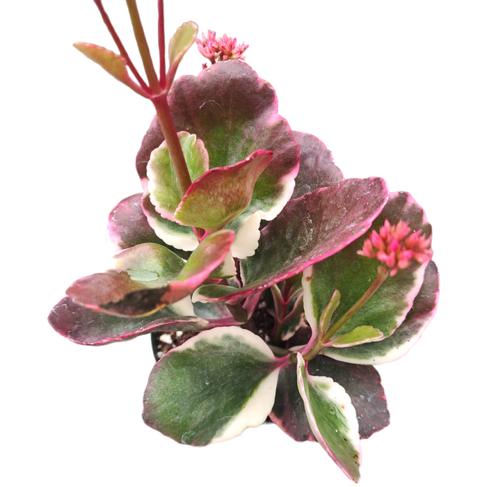 Kalanchoe Bryophyllum 'Creamed Scallops' succulent with pink buds.