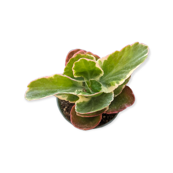 Kalanchoe Bryophyllum Fedtschenkoi 'Creamed Scallops' succulent plant.