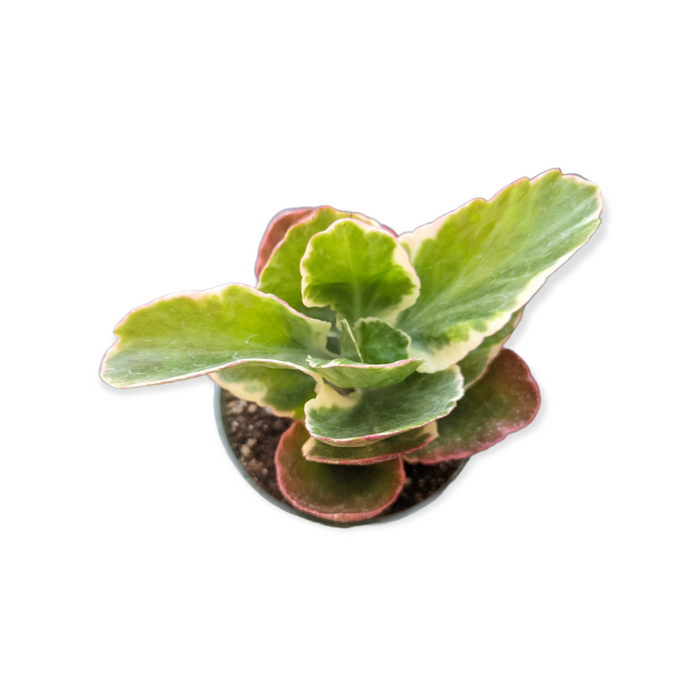 Kalanchoe Bryophyllum Fedtschenkoi 'Creamed Scallops' succulent plant.