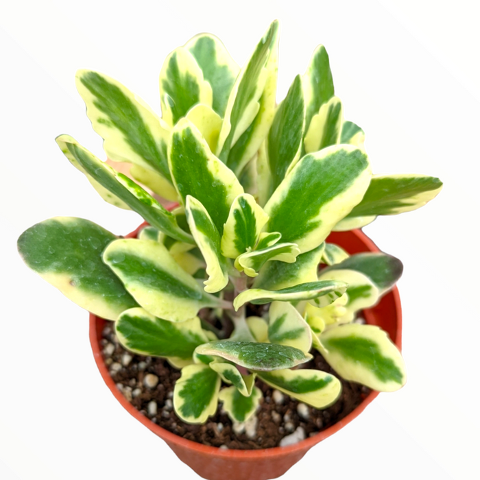 Kalanchoe fedtschenkoi 'Aurora Borealis' in terracotta pot.