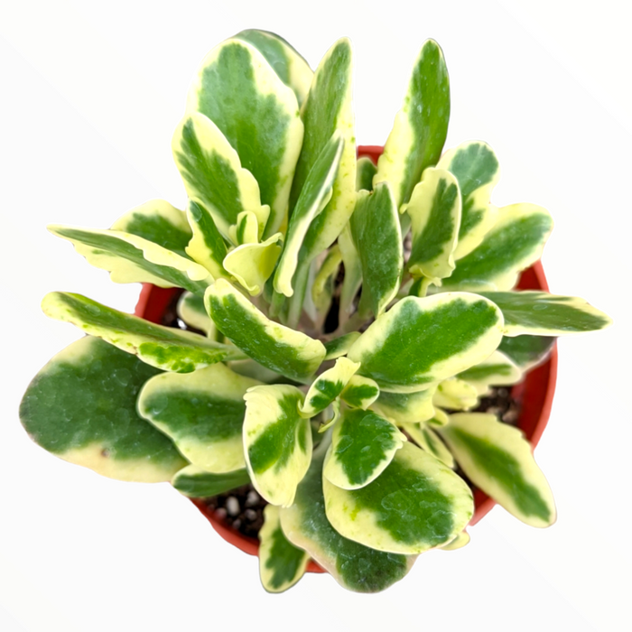 Kalanchoe fedtschenkoi 'Aurora Borealis' variegated succulent in pot.