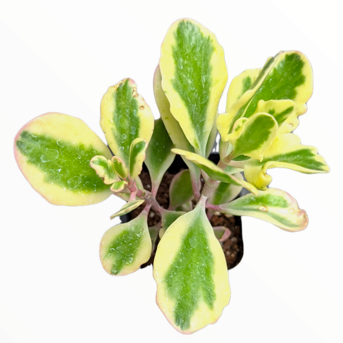 Kalanchoe fedtschenkoi 'Aurora Borealis' variegated succulent in pot.