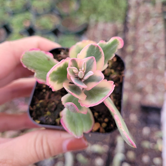 Kalanchoe fedtschenkoi 'Aurora Borealis' succulent in nursery pot.