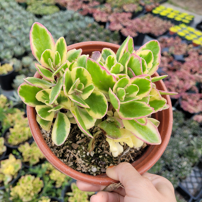 Kalanchoe fedtschenkoi 'Aurora Borealis' potted succulent.