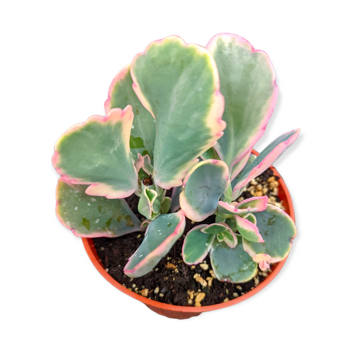 Kalanchoe fedtschenkoi Variegata with variegated paddle-shaped leaves.