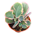 Kalanchoe fedtschenkoi Variegata, potted succulent with variegated leaves.