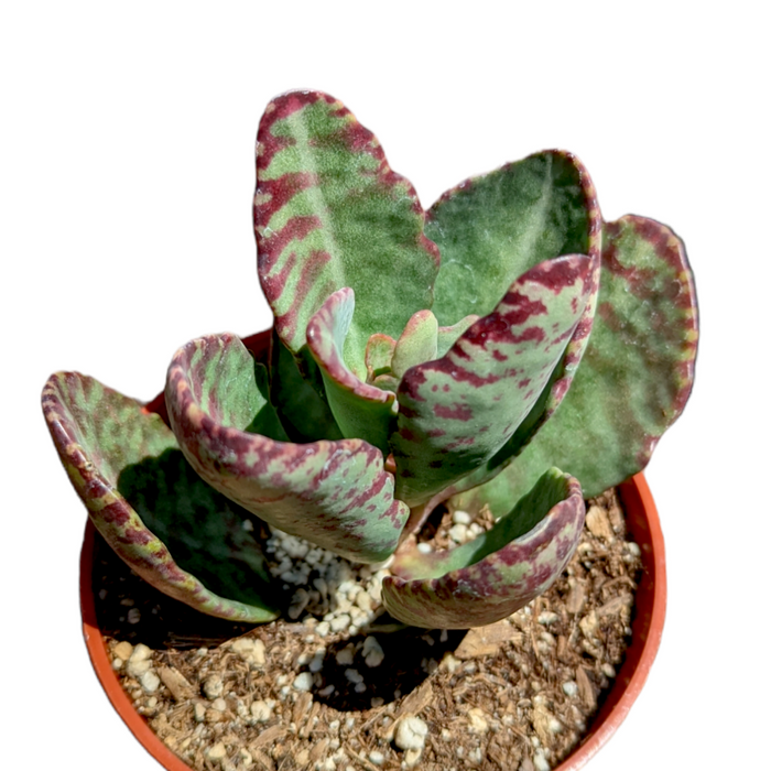 Kalanchoe humilis 'Desert Surprise' succulent in a pot.
