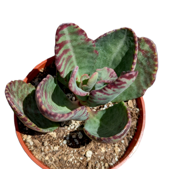 Kalanchoe humilis 'Desert Surprise' in terracotta pot.