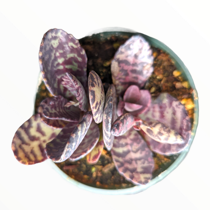 Kalanchoe humilis 'Desert Surprise' potted succulent.
