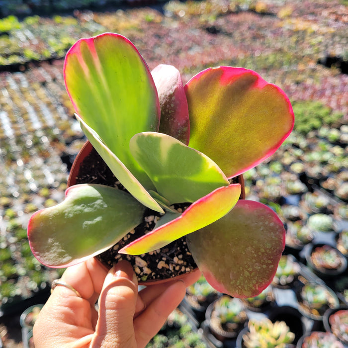 Kalanchoe luciae 'Fantastic' Variegated Flapjack in nursery pot.