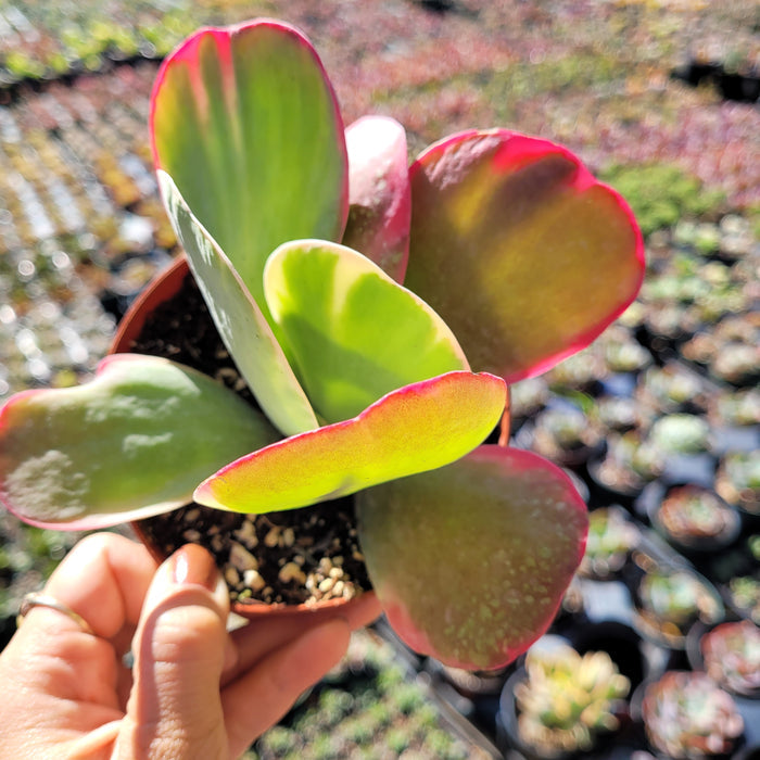 Kalanchoe luciae 'Fantastic' Variegated Flapjack in hand.