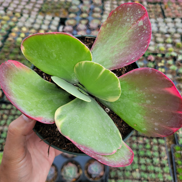 Kalanchoe luciae 'Fantastic' variegated succulent with reddish-pink leaf margins.