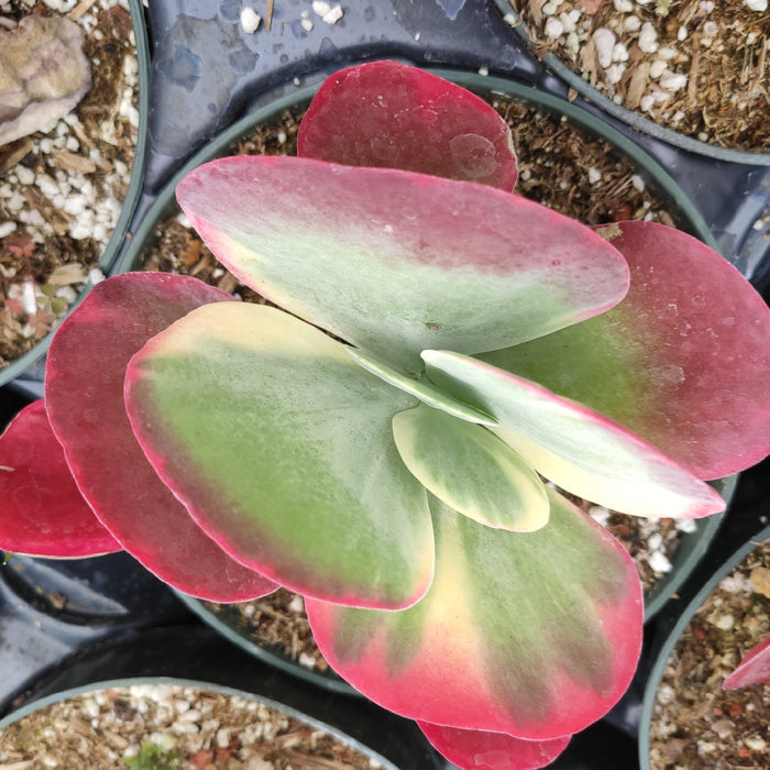Kalanchoe luciae 'Fantastic' Variegated Flapjack succulent plant.