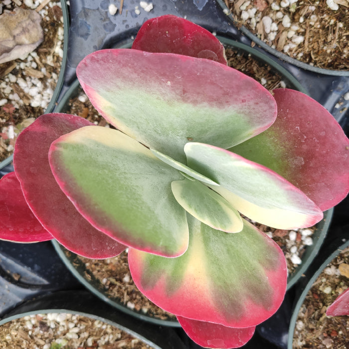 Kalanchoe luciae 'Fantastic' Variegated Flapjack succulent plant.