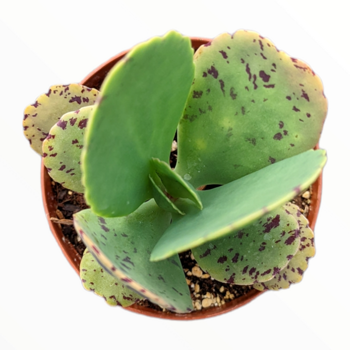 Kalanchoe marmorata succulent in shallow gritty pot.