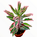 Kalanchoe 'Pink Butterflies' potted succulent with pink-tipped leaves.