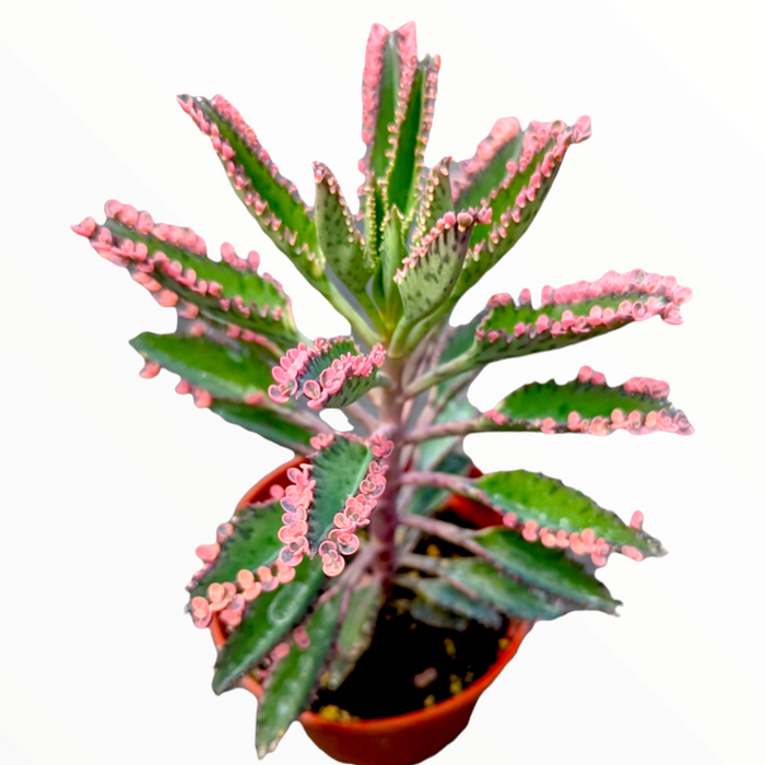 Kalanchoe 'Pink Butterflies' potted succulent with pink-tipped leaves.