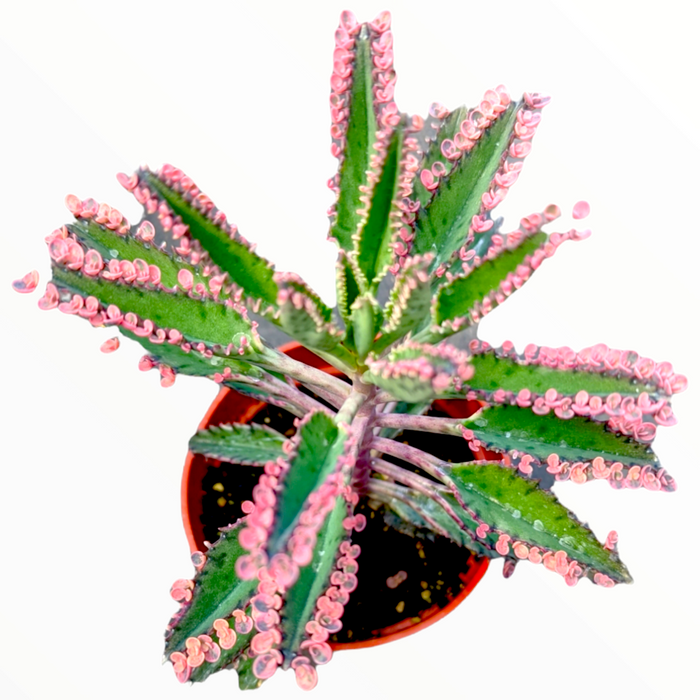 Kalanchoe 'Pink Butterflies' with pink-edged plantlets in pot.