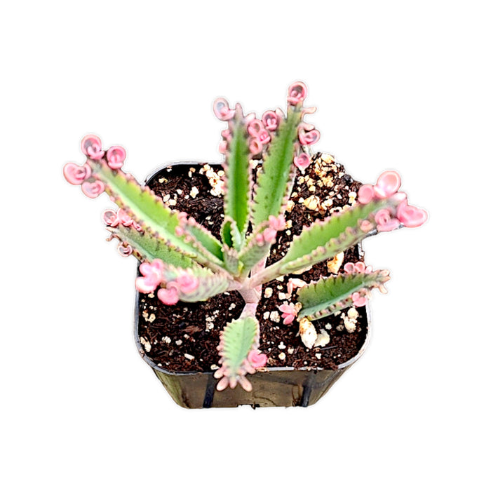 Kalanchoe 'Pink Butterflies' in a nursery pot.