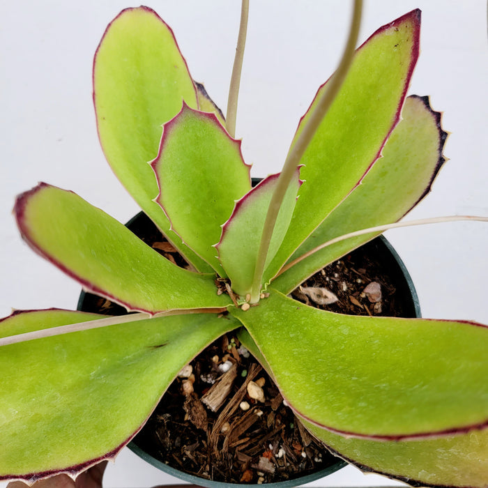 Walking Kalanchoe with green leaves edged in red, in nursery pot.