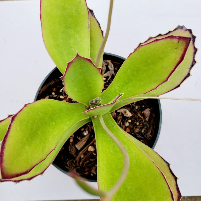 Kalanchoe synsepala with chartreuse leaves and dried flower stalks.