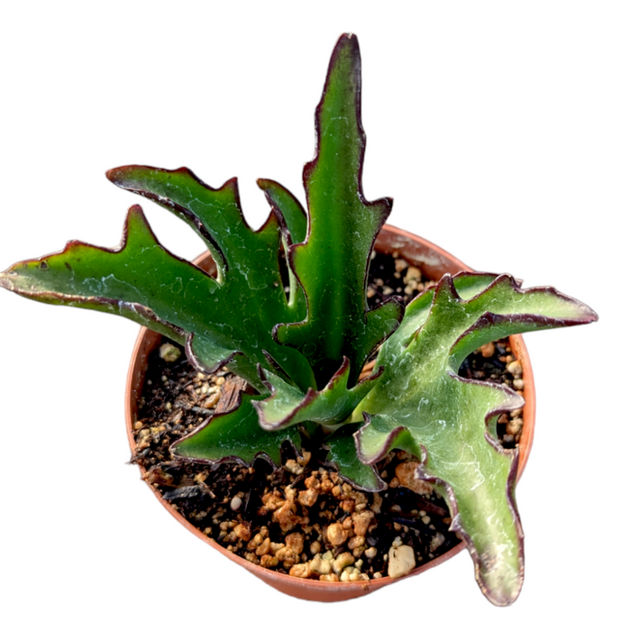 Kalanchoe synsepala var. Dissecta in nursery pot.